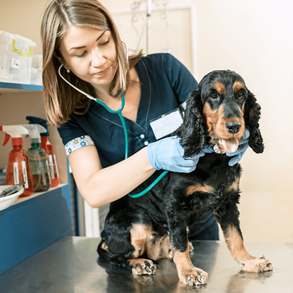Animal-Care